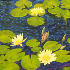 Yellow Water Lilies