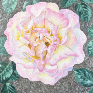 Chicago Peace Rose (acrylic, 12x12)